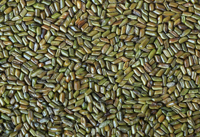 Cassia Obtusifolia Seed Extract