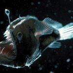 Unveiling the Bizarre World of the Anglerfish