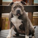 Pitbull Age Span: How Long Do Pitbulls Live and How to Increase Their Lifespan